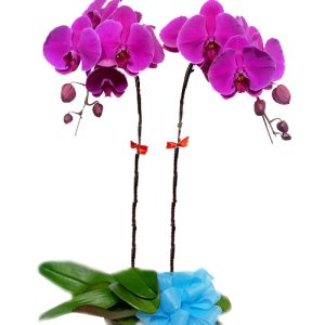 potted-purple-orchid-002-branches