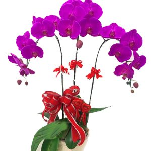 potted-purple-orchid-003-branches