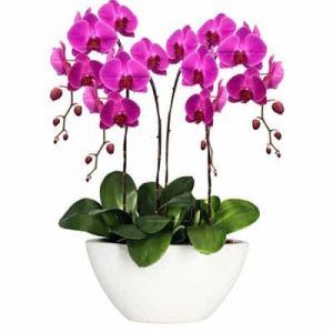 potted purple orchid 05 branches