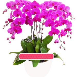 potted-purple-orchid-07-branches