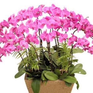 potted purple orchid 10 branches