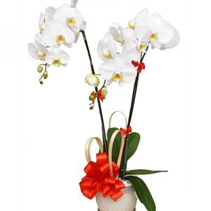 potted-white-orchid-002-branches