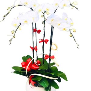 potted-white-orchid-005-branches