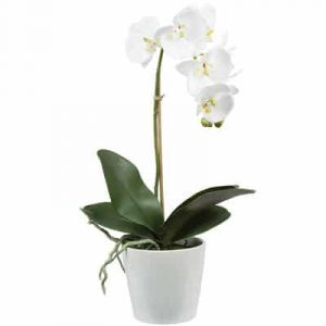 potted white orchid 01 branch
