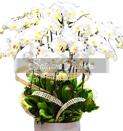 potted-white-orchid-010-branches