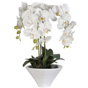 potted white orchid 04 branches