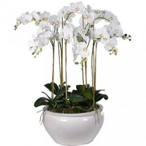 potted white orchid 07 branches