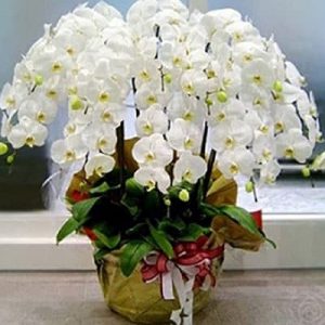 potted white orchids 10 branches