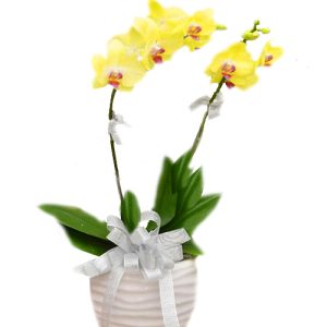 potted-yellow-orchid-002-branches