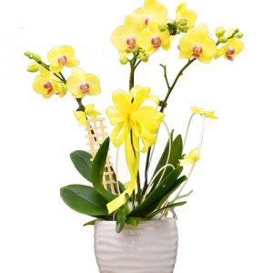 potted-yellow-orchid-003-branches