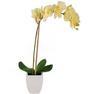 potted yellow orchid 01 branch