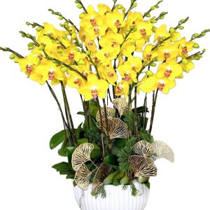 potted-yellow-orchid-010-branches