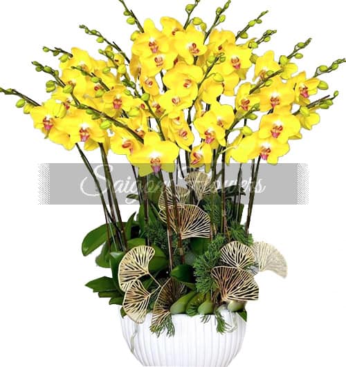 potted-yellow-orchid-010-branches