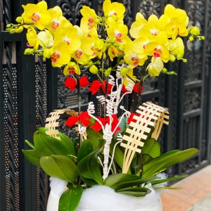 potted-yellow-orchid-06-branches