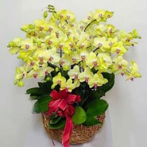 potted yellow orchid 10 branches