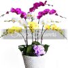 Special Potted Orchids 07
