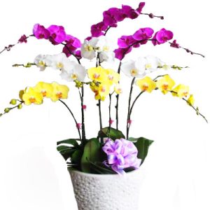 special-potted-orchids-007
