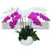 Special Potted Orchids 01