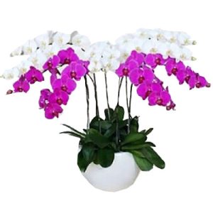 special-potted-orchids-01