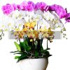 Special Potted Orchids 02