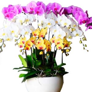 special-potted-orchids-02