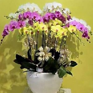 special potted orchids 02