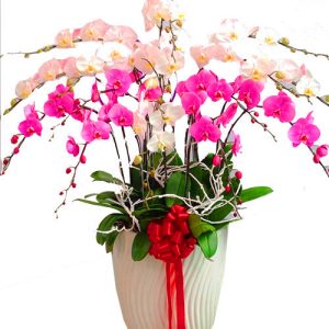 special-potted-orchids-03