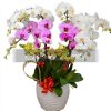 Special Potted Orchids 04