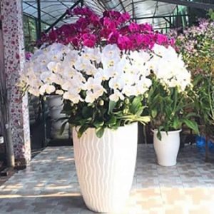 special potted orchids 04