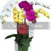 Special Potted Orchids 05