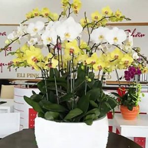 special potted orchids 07