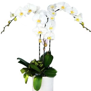 orchids-for-mom-002