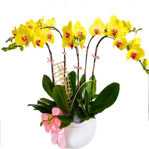 orchids-for-mom-008