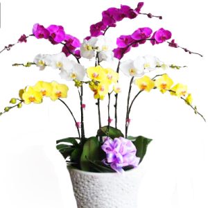 orchids-for-mom-010