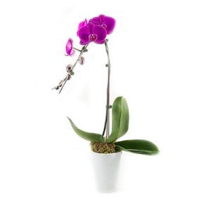 potted-purple-orchids-01-branch