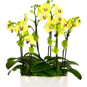 potted-yellow-orchid-006-branches