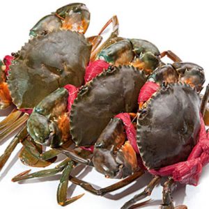 Fresh Sea Crab