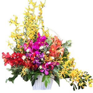 elegant-orchid-02