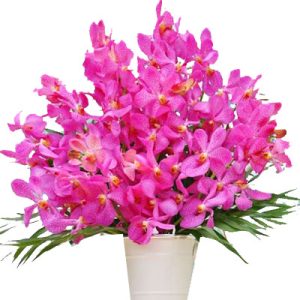 purple-orchid-02