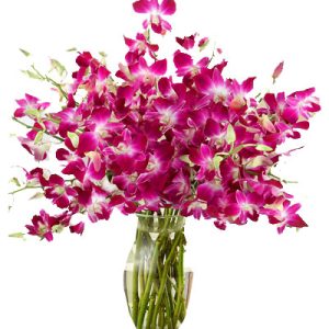purple-orchid-03