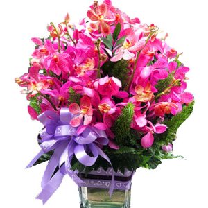 purple-orchid-05