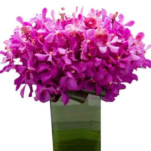 purple-orchid-07