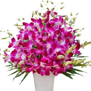 purple-orchid-08