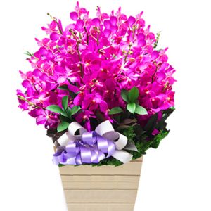 purple-orchid-09