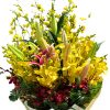 Hoa Lan Nhiều Màu Đặc Biệt