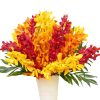 Hoa Lan Nhiều Màu 01