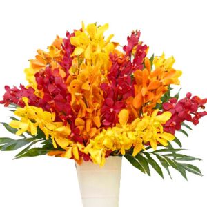 sunset-mix-orchid-01