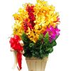 Hoa Lan Nhiều Màu 02