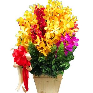sunset-mix-orchid-02