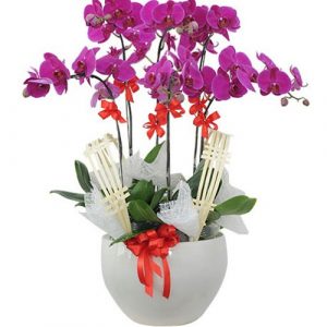 Women's Day Orchids Potted 07